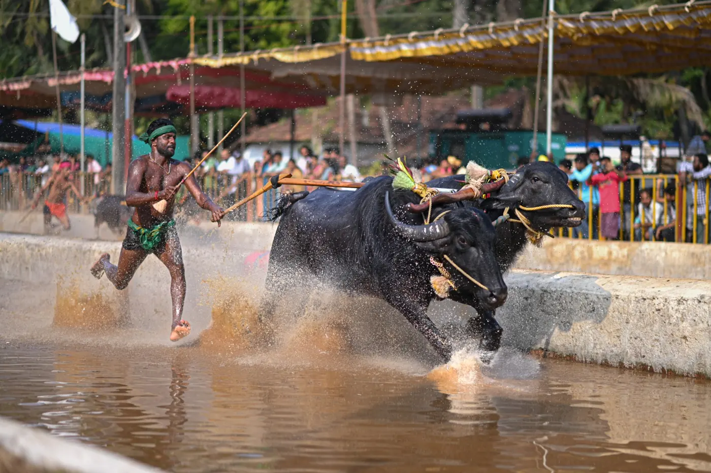 A Kambala racer running behind a buffalo through a flooded track, spray flying