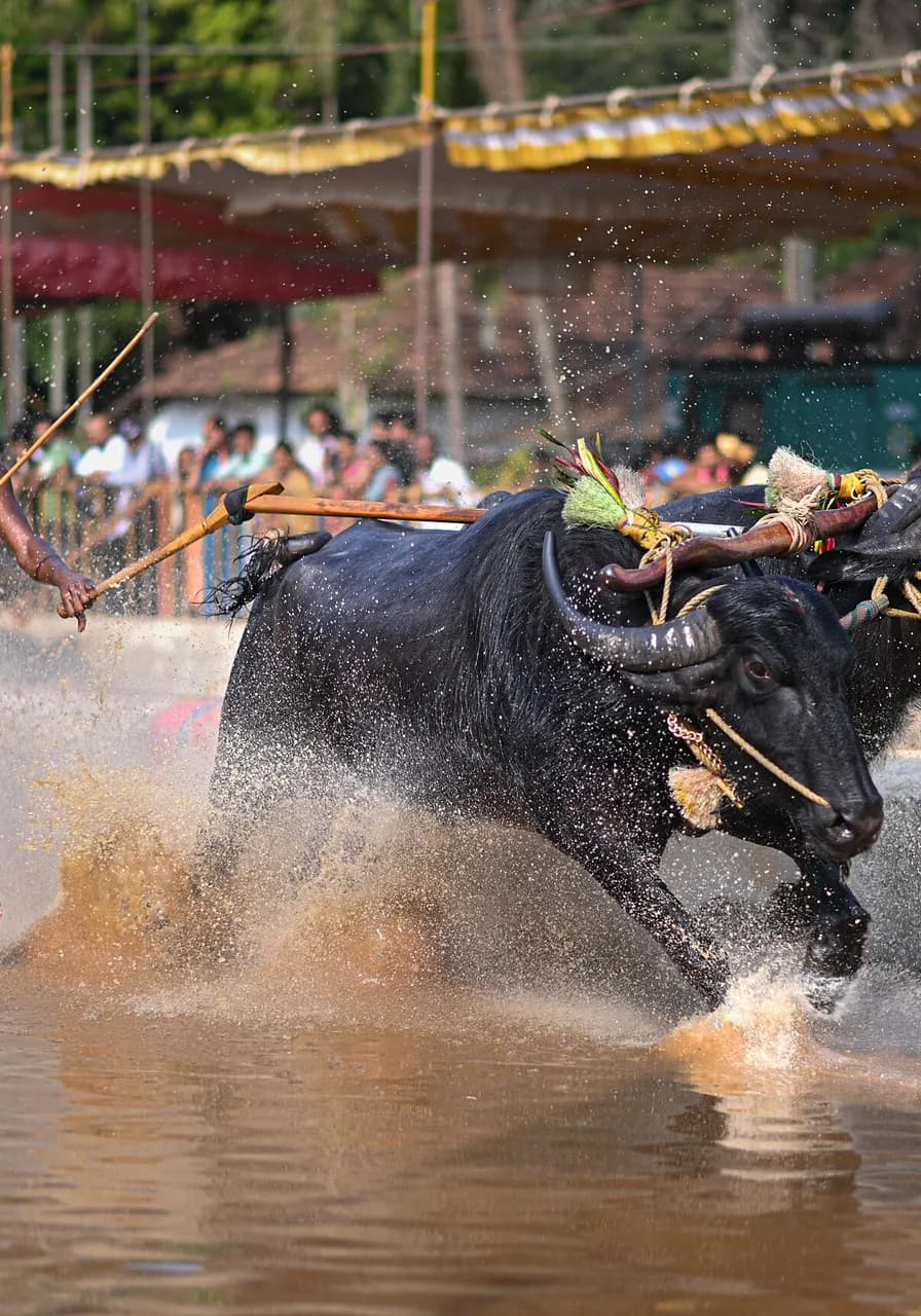 A pair of racing buffalo charging through the flooded Kambala track in a spray of water, the crowd watching from under the awnings.